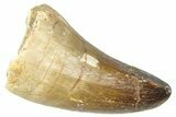 Fossil Mosasaur (Prognathodon currii) Tooth - Rare Type #374530-1